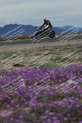media/Jan-14-2023-SoCal Trackdays (Sat) [[497694156f]]/Turn 14 Exit Bloomig (145pm)/